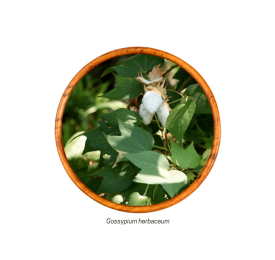 Algodão, Algodoeiro (Gossypium herbaceum - Folha) 15g