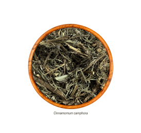 Cânfora (Cinnamomum camphora - Folha) 10grs