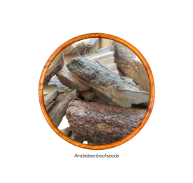 Cervejinha do Campo (Arrabidaea brachypoda - Casca) 100g