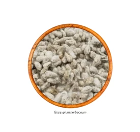 Semente de Algodão, Algodoeiro (Gossypium herbaceum) 10g