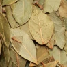 Abacateiro (Persea americana - Folha)- 100g