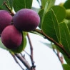 Abajerú (Chrysobalanus icaco L.- Folhas)-100g