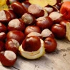 Castanha da Índia (Aesculus hippocastanum L. - Fruto em Pó) 