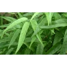 Pariri - Pacote lacrado - 100g